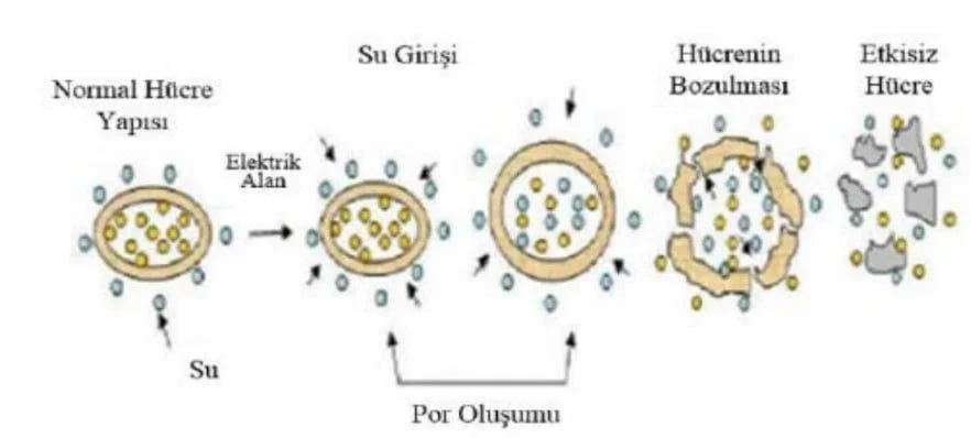 Figure 2. Electroporation of the cell membrane (Kaki et al., 2014)